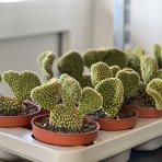 Opuncia (Opuntia microdasys) ´CRISTATA´- výška 5-10 cm, kont. C1L